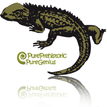 Tuatara Illustration
